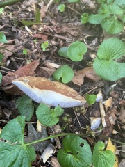 Stropharia rugosoannulata