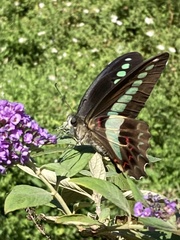 Graphium sarpedon nipponum