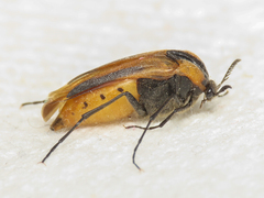 Metoecus paradoxus