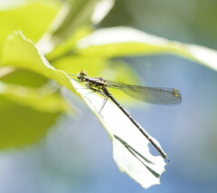 Austroargiolestes calcaris