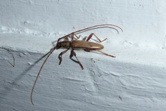 Eburida quadriguttata