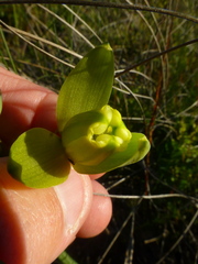 Albuca juncifolia