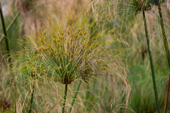 Cyperus papyrus