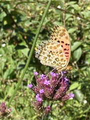Argynnis hyperbius hyperbius