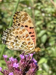 Argynnis hyperbius hyperbius