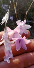 Dierama mossii