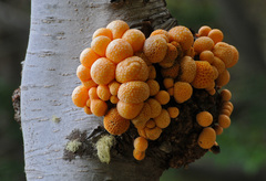 Cyttaria hariotii