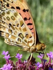 Argynnis hyperbius hyperbius