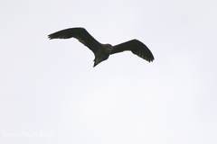 Nycticorax nycticorax nycticorax