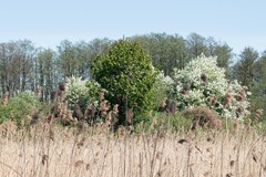 Prunus padus