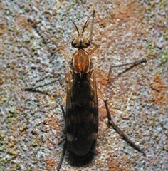 Sylvicola