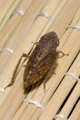 Aphrodes makarovi