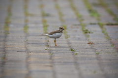 Charadrius dubius curonicus