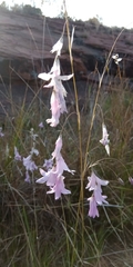 Dierama mossii