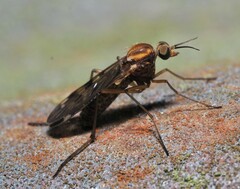 Sylvicola