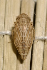 Streptanus aemulans