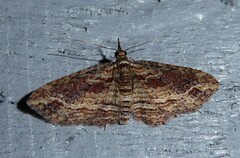 Chloroclystis filata