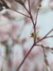 Araniella cucurbitina