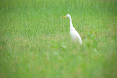 Ardea intermedia intermedia