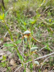 Lyperanthus serratus