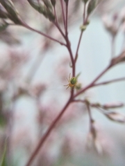 Araniella cucurbitina