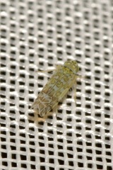 Eupteryx decemnotata