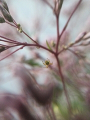 Araniella cucurbitina