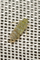 Eupteryx decemnotata