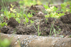 Motacilla tschutschensis