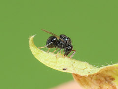 Perilampus minutalis