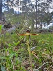 Lyperanthus serratus