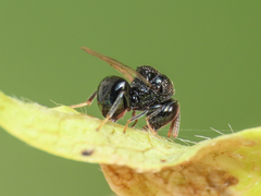 Perilampus minutalis