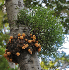 Cyttaria hariotii