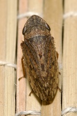 Aphrodes makarovi