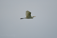 Ardea intermedia intermedia