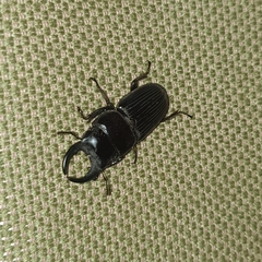 Aegus chelifer