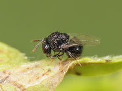 Perilampus minutalis