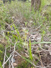 Lyperanthus serratus