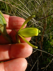 Albuca juncifolia