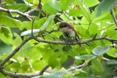Lanius collurioides collurioides