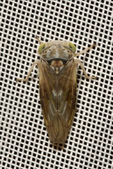 Idiocerus stigmaticalis