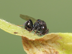 Perilampus minutalis