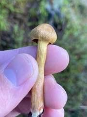 Cortinarius semisanguineus