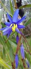 Stypandra glauca