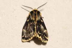 Ardices curvata