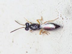 Calymmochilus