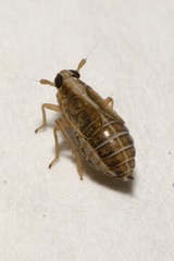 Dicranotropis hamata