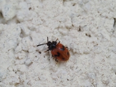 Stenotarsus arithmeticus