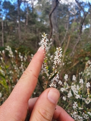 Leucopogon australis