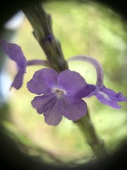 Stachytarpheta jamaicensis